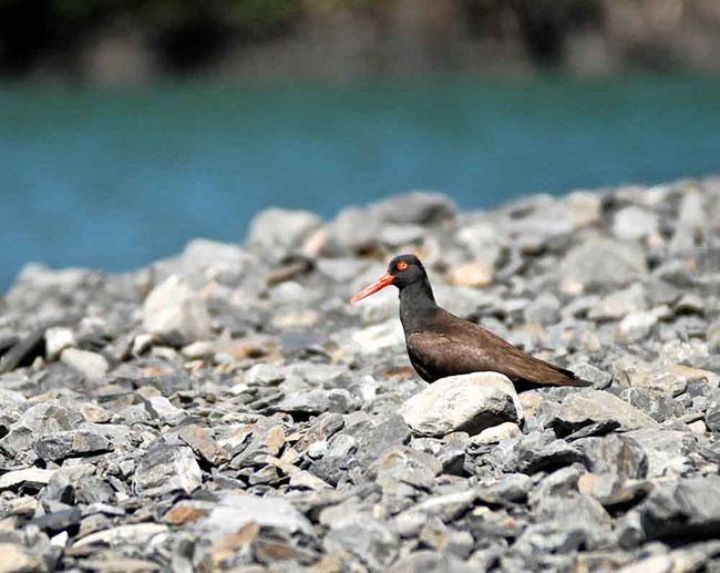 A black oystercatcher on a rocky shore.