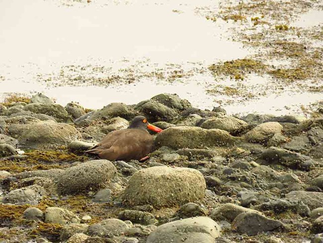 A black oystercatcher stands on the rocky shore.