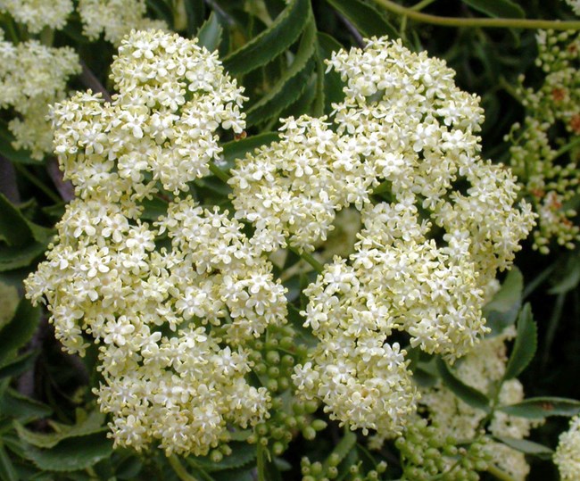 Blue elderberry Blue elderberry