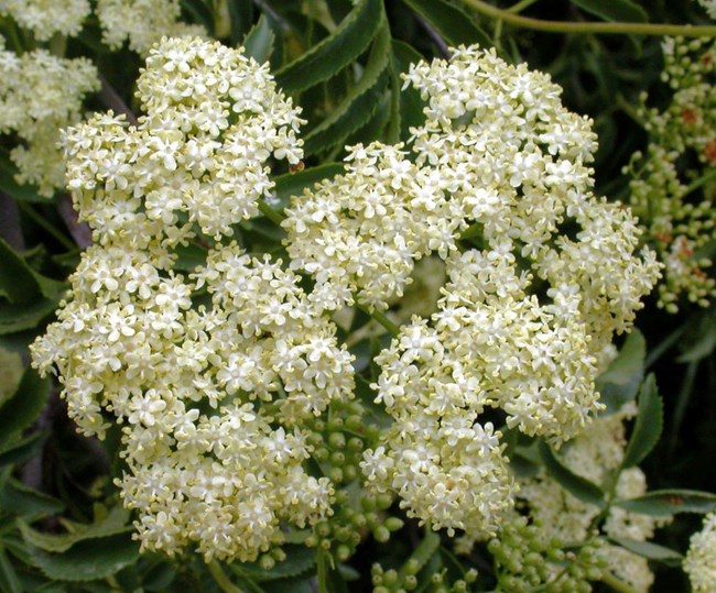 Blue elderberry