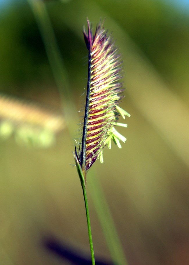Blue grama reddish yellow seed head on a thin green grass stalk