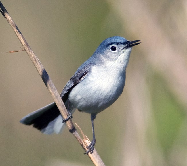 blue-gray gnatcatcher A small bird with a blue head and back, grayish breast, and a black line over its eye.