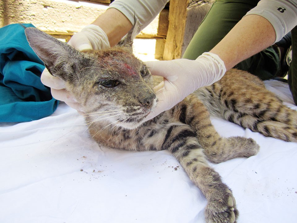 Biologist examining a bobcat with bloody, bare skin on its face
