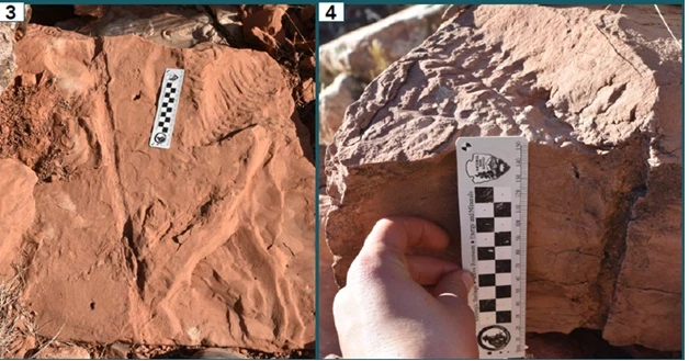 bober_figure_3 Two photos, labeled 3 and 4 left to right. Both photos show rocks with impressions of plant foliage that resemble stems with ribs.
