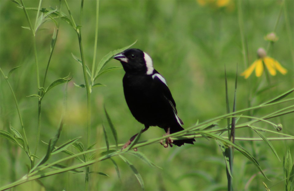 Bobolink perched in the prairie at Pipestone National Monument