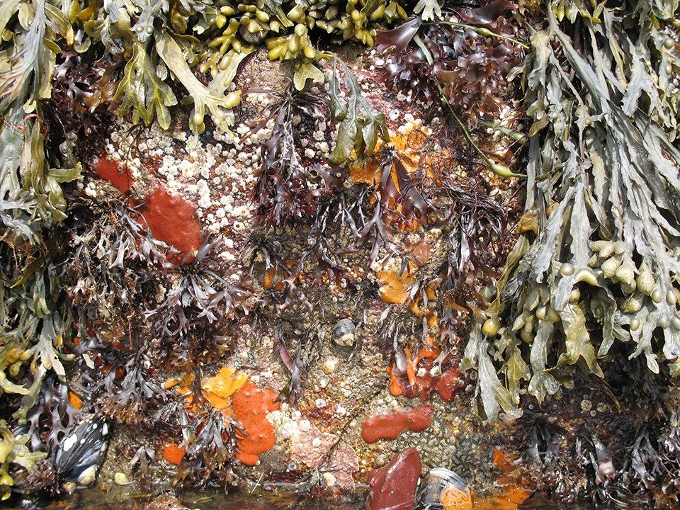 A close-up image of barnacles, mussels, and seaweed