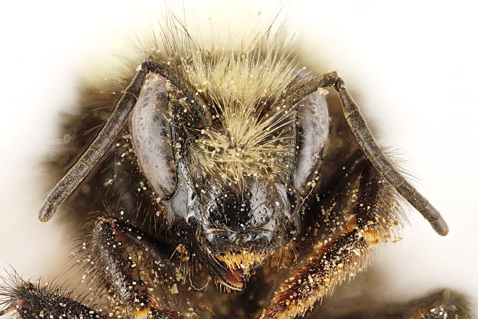 Head view of pinned bee, Bombus caliginosus