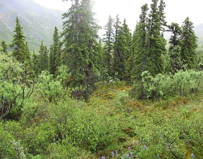 A monitoring plot in Alaska boreal forest.