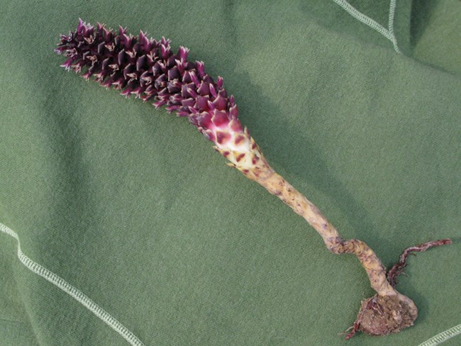 Purple flowering head and brown root of groundcone laid out on groundcloth.