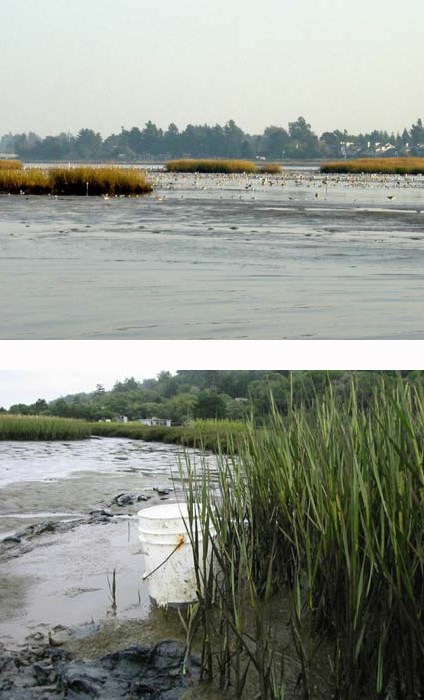 Comparison between landscape shot of hybrid cordgrass and close-up shot of native California cordgrass in Bay Area salt marshes.
