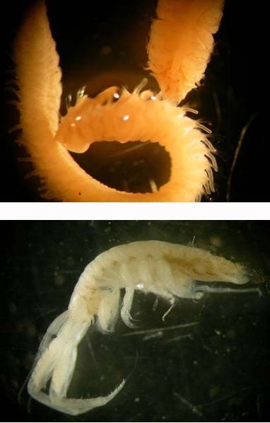 Close up images of two different invertebrate species.