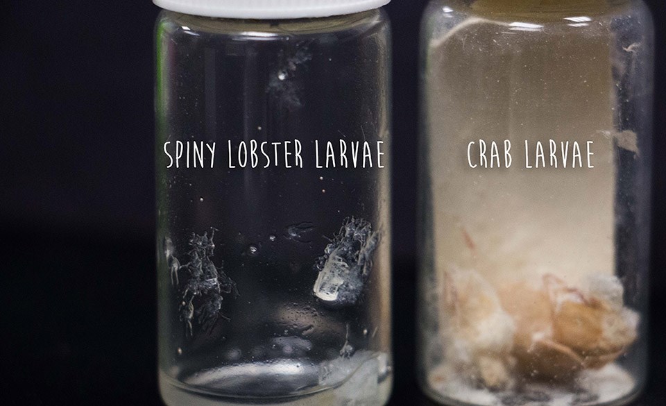 spiny lobster larvae 2 vials with lobster larvae in one and crab larvae in the other