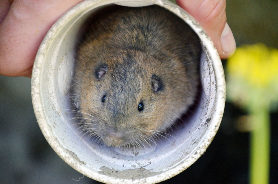 Botta's pocket gopher Botta's pocket gopher peering out of a plastic cup
