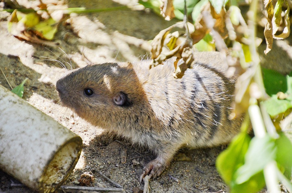 Botta's pocket gopher release Botta's pocket gopher on the ground, looking around upon its release from a pitfall trap