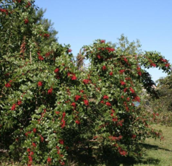 A Brazillian Pepper tree