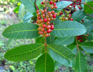 Brazillian Pepper in fruit with red fruits on its leaves