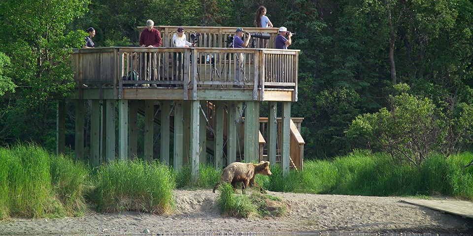 Visitors stand on a platform watching a bear move on the ground below