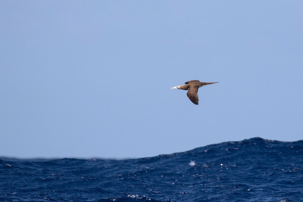 Brown booby flying just above the waves