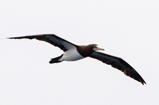 Large seabird with dark brown upperpards and a stark white belly