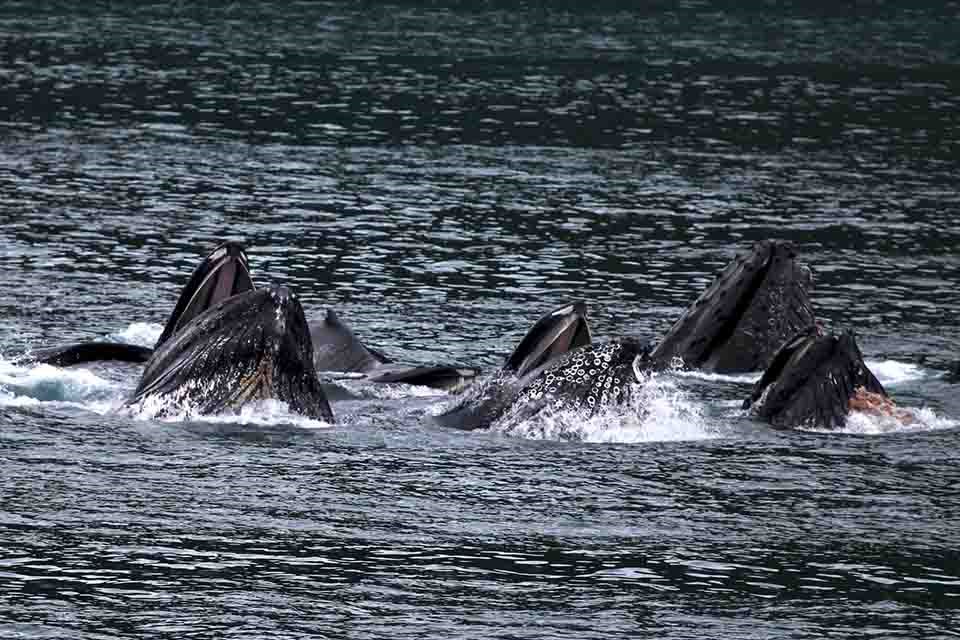 Humpback whales cooperatively bubble-net feeding in Alaska.