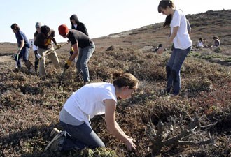 Youth group pulling invasive plants from a field