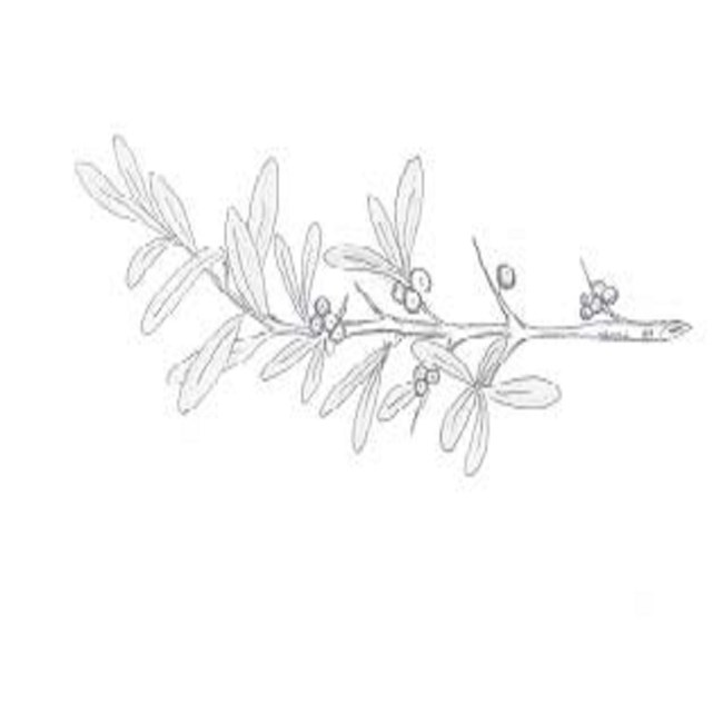 sketch of tree branch with oval leaves and clumps of berries