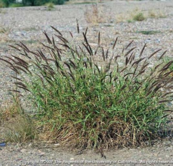 Invasive bufflegrass sprouting from the ground