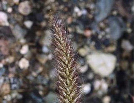 Bufflgrass with seeds