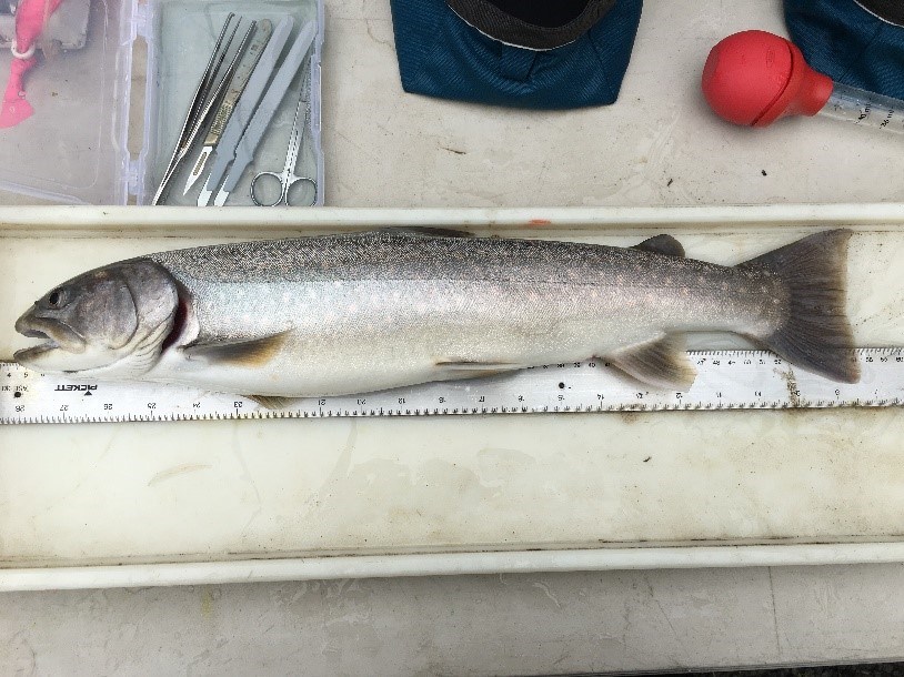 Bull trout being sampled Bull trout in a shallow tray with a ruler