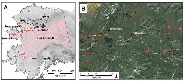 Map showing Alaska fire history from 1950 to 2009 with concentrated fires in the Seward Peninsula area and the Noatak study area.