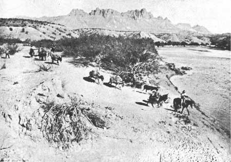 Burros transporting candelilla bundles Burros transporting candelilla bundles.