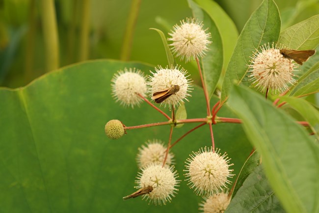 Buttonbush