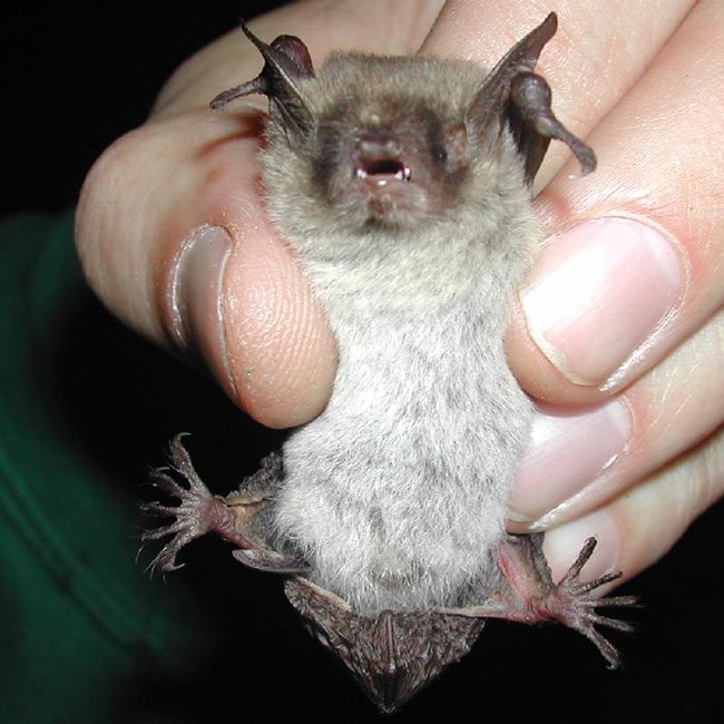 Hand holding out a Yuma myotis