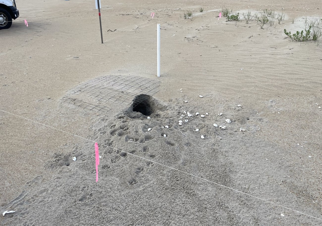 A sandy area with a dug hole surrounded by egg fragments. There is also a section of metal fencing next to the hole.