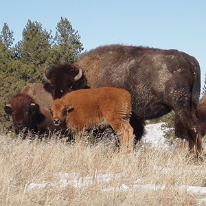 A bison calf with two adults who are darker in color, all looking toward the person taking the photo