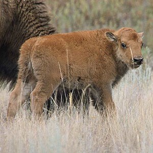 A bison calf standing near an adult bison, looking back over its shoulder