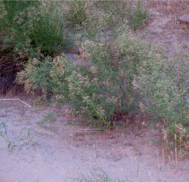 camelthorn1 Invasive camelthorn