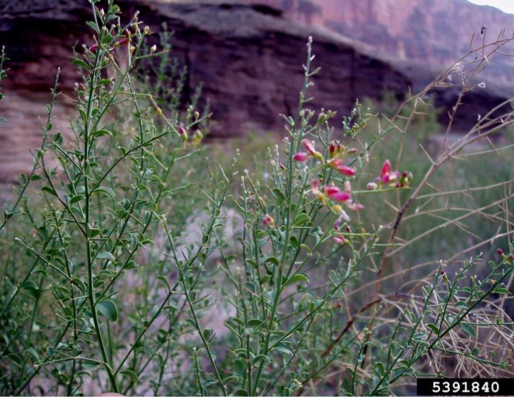 Close up of camelthorn leaves and flowers