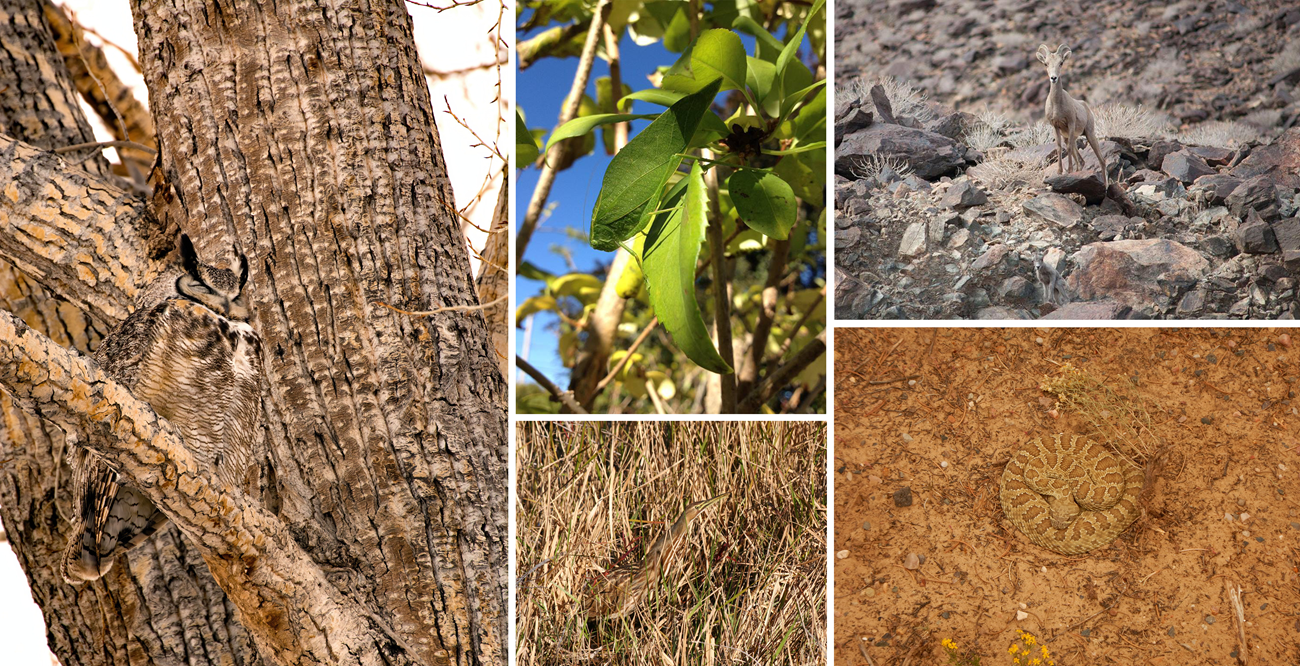 A collage of camouflaged animals, including an owl blending into a tree, a katydid blending into leaves, a bird blending into grass, a sheep blending into rocks, and a snake blending into soil.