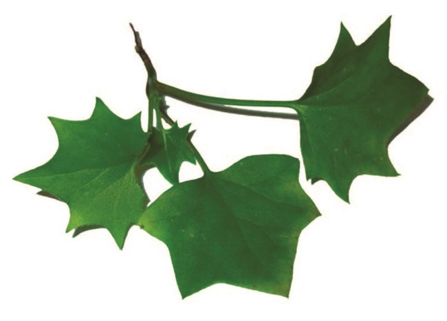 Cape ivy leaves shown against a white background