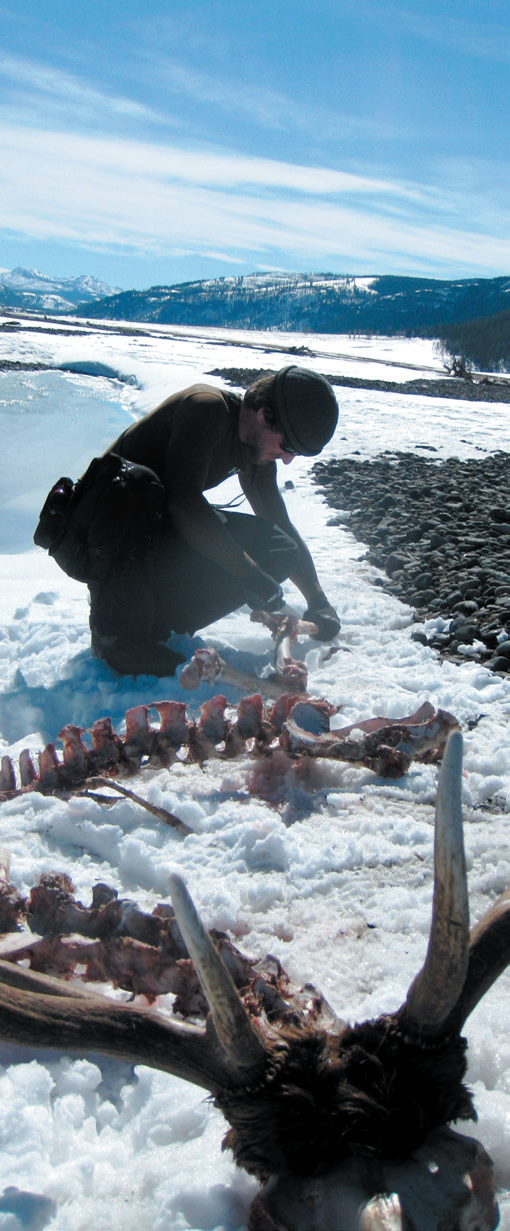 A person kneels and examines a carcass in a snowy landscape.