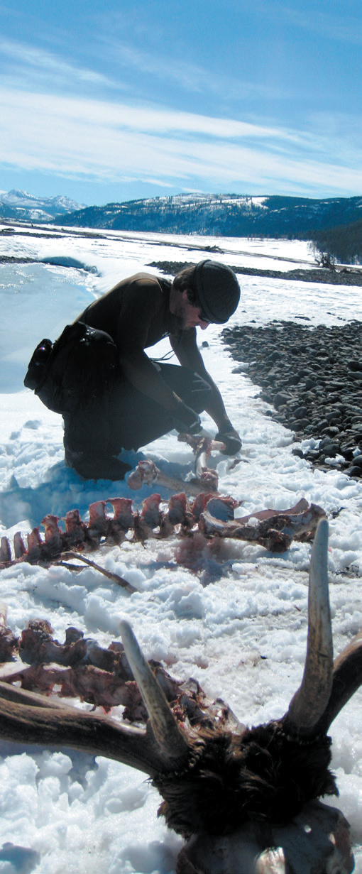 Carcass Survey A person kneels and examines a carcass in a snowy landscape.