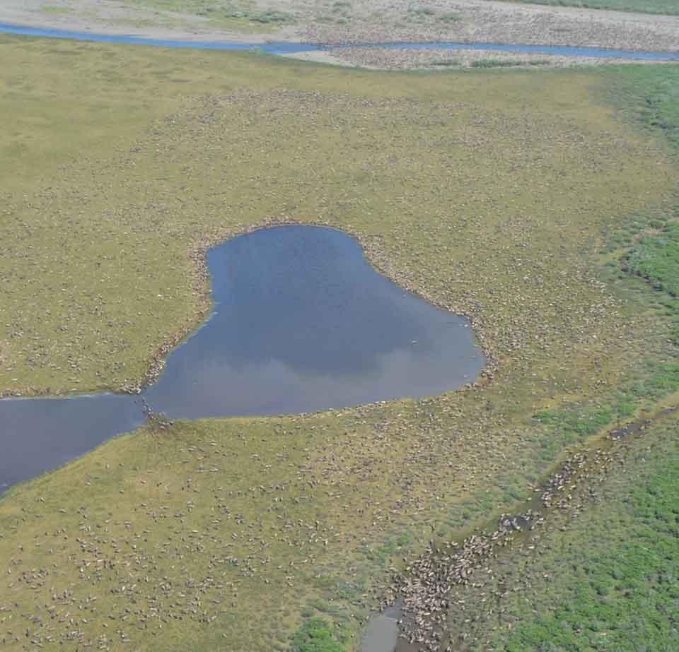 An aerial view of thousands of caribou aggregated together in the same place.