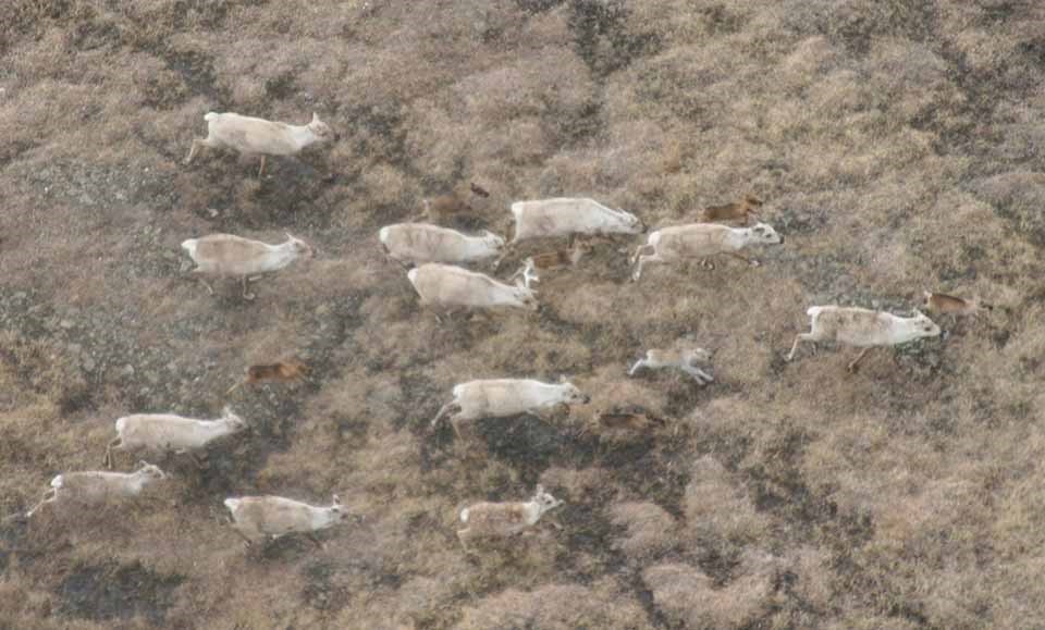 An aerial view of caribou and their young calves.