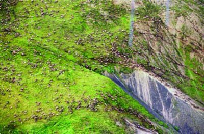 Western Arctic Caribou Herd Aerial image of the Western Arctic Caribou Herd migrating across the tundra in northwest Alaska