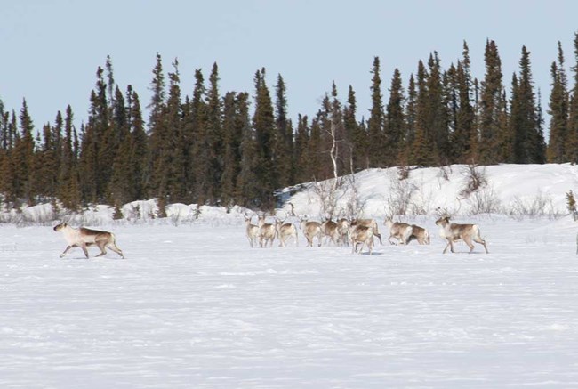 caribou migration_KyleJoly_crop_web Caribou in the snow-covered tundra with conifers in the background.