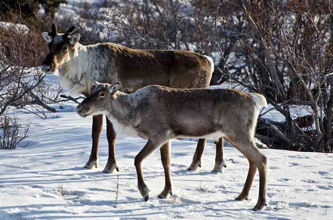 A cow caribou and yearling in the snow and brush.