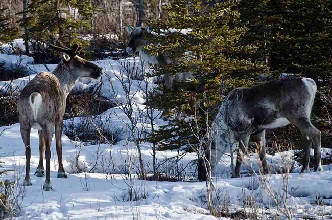 Caribou browse in light snow cover.