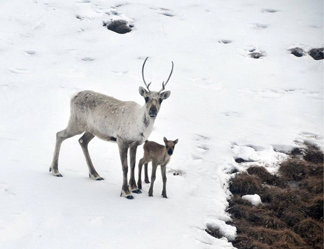 A cow caribou and her calf in the snow with a patch of exposed (melted) tundra.