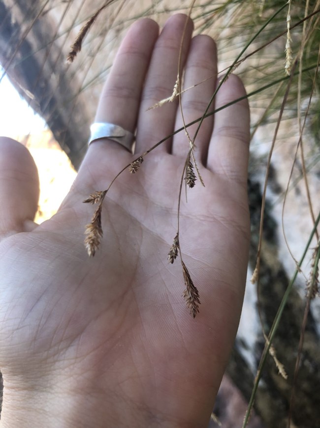 Navajo sedge A few flowering sedge stalks with a hand in the background.